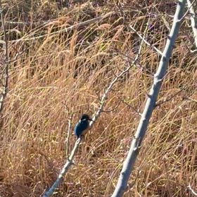 可愛いカワセミさ ん食事中の画像