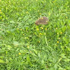 はりねずみ②の画像