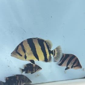 世界最高峰の虎！！世界基準のシャムタイガー輸入完了しました！の画像