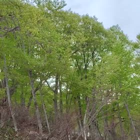 新緑と深緑の画像