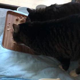 預かりボランティアさん宅の子たちの近況の画像