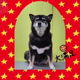 DOGXDOG まゆちゃんの画像