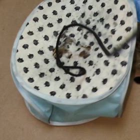 チラ見せのお顔でしの画像