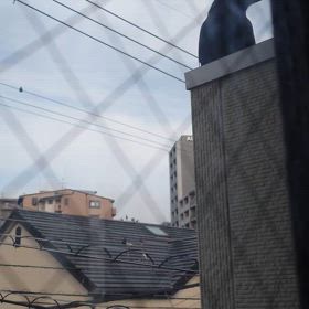 何故鳴くの〜の画像