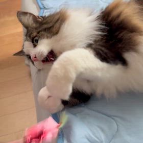 諸悪の根源の画像