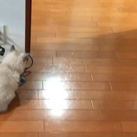 風太 vs ルンバ vol.2 / Hoota vs Roomba vol.2の画像