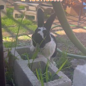 自ら働きたいうーちゃんの画像