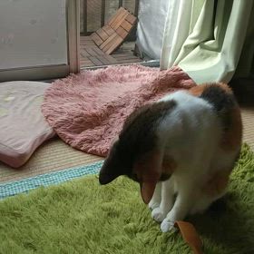 まごと握手の画像