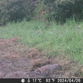 すぎぴたんの事件簿シーズン3　484話（カラスの探し）の画像