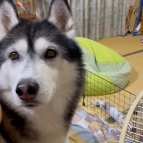 ワガママの画像