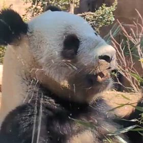 とっても可愛いパンダの画像