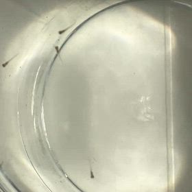 メダカの孵化の始まり❣️の画像