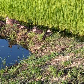 1ヶ月経つとこんなに大きくなるんですねの画像