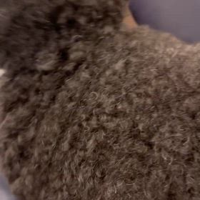 先住犬と新入り犬の画像