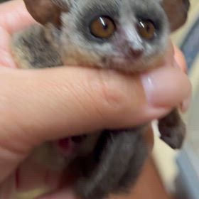 ショウガラゴ　ベビーの画像