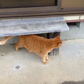 2024/07/13今週のハナの画像