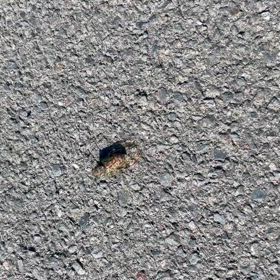 朝の来訪者、なぜ飛ばないの？の画像