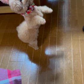 二足歩行するくるみ！！(⌒▽⌒)の画像