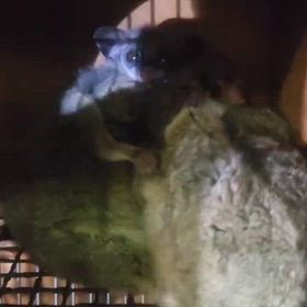 ショウガラゴ　ベビーちゃんの画像