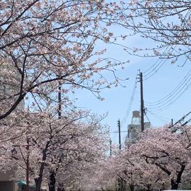 『春爛漫！満開の櫻のトンネル』の画像