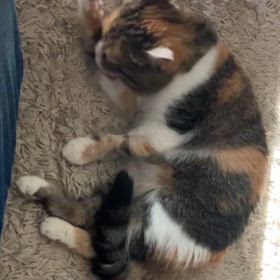 愛する娘よの画像