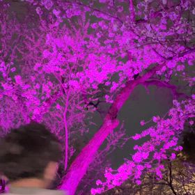 ご入学、ご進級の皆様の画像