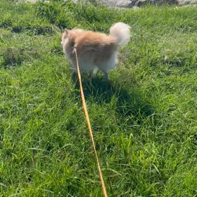 河原へ！の画像