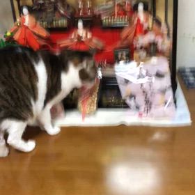 ミシンメが取れて缶がバラバラで届きました！チャット君は意味不？の画像