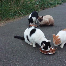 10月の活動収支報告の画像