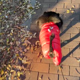 2024年12月8日　ダウンの画像