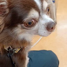 チワワ注射するの画像