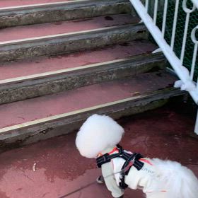 プーちゃん　階段大好きの画像