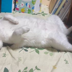 静止画のような動画の画像