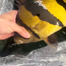シャムタイガーまだまだ買い付け！レイスの本気の画像