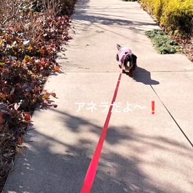 アネラの独り言「赤い糸をたどる」の画像