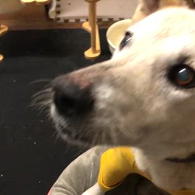 進化する　ちゅるちゅる犬　の画像