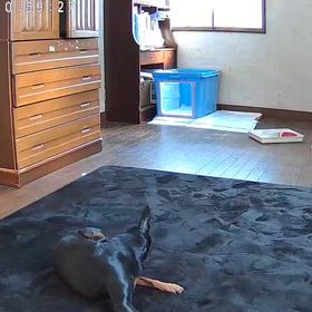 遠吠え。の画像