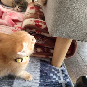 落ち着かないの画像