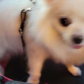 タルタル　夏のお出かけ～動画ver～の画像