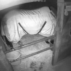 The Horse of My Lifetime!!の画像