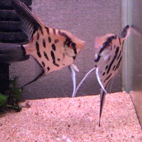 クラウンエンゼル  ペア  ケンカの画像