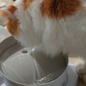 うみとやま1990日目（生後5年6ヶ月26日）の画像