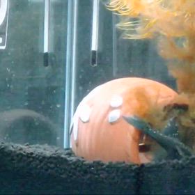 苔が無事プレコの非常食にの画像