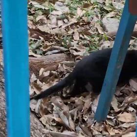 保護子猫　猫の先天性内反足の画像