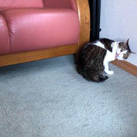 ふと、自分の加入保険はコロナ感染で保険金が出るか聞いてみた。の画像