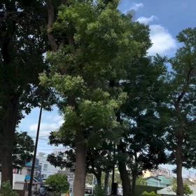 氣持ちよく風に吹かれての画像