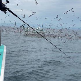 カツオはお土産釣れますよの画像
