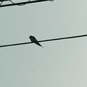 ツバメのさえずりの画像