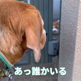 ねこは友達の画像