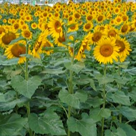 ひまわりの画像